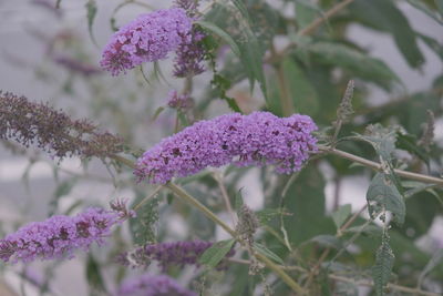 Close-up of purple flowering plants