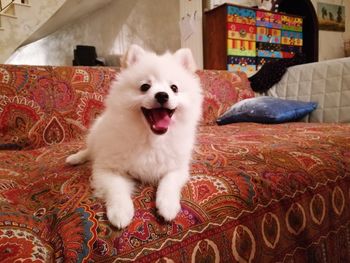 Dog lying on bed at home