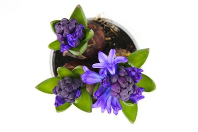 Close-up of purple flowers on white background