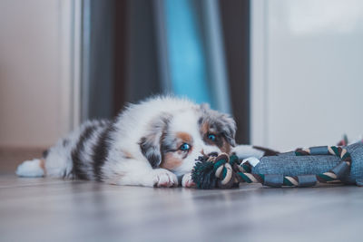 Brown and black and white puppy looks bored and waits for some action. blue merle.