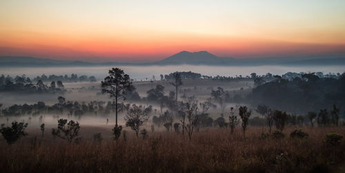Trees on field against sky during sunset