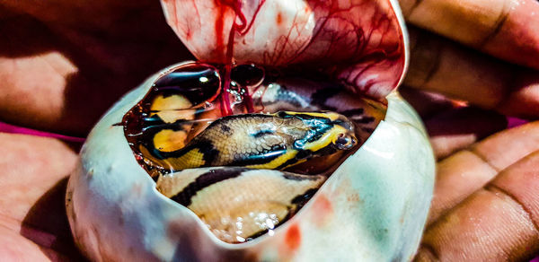 Close-up of insect on hand