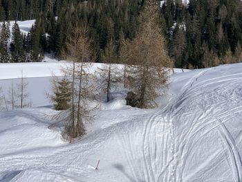 Snow covered pine trees on field during winter