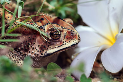 Close-up of frog on leaf