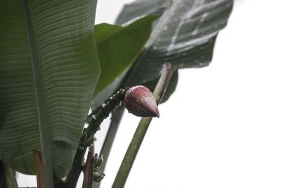 Close-up of fresh green leaves with flowers