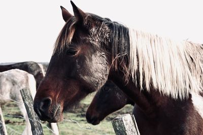 Close-up of a horse