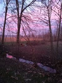 Bare trees on field against sky