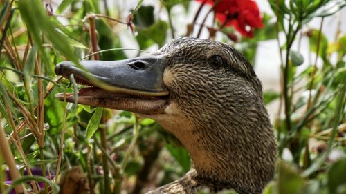 Close-up of a bird on field