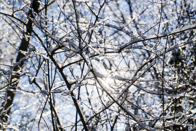 Low angle view of bare tree against sky during winter