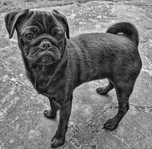 Portrait of black pug  puppy standing outdoors