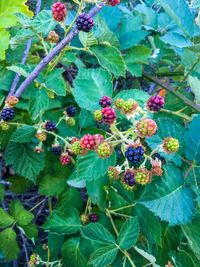 Close-up of fruits growing on tree