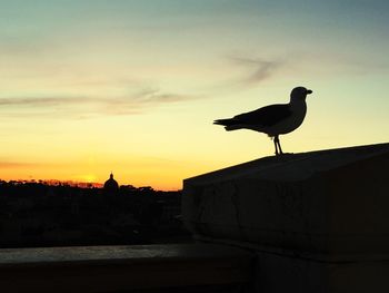 Bird perching on railing at sunset