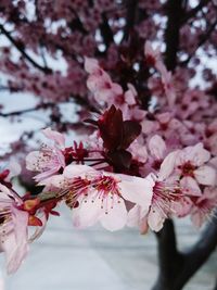 Close-up of pink cherry blossom tree