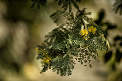 Close-up of yellow leaves on branch