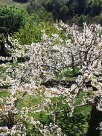 Close-up of apple blossoms in spring