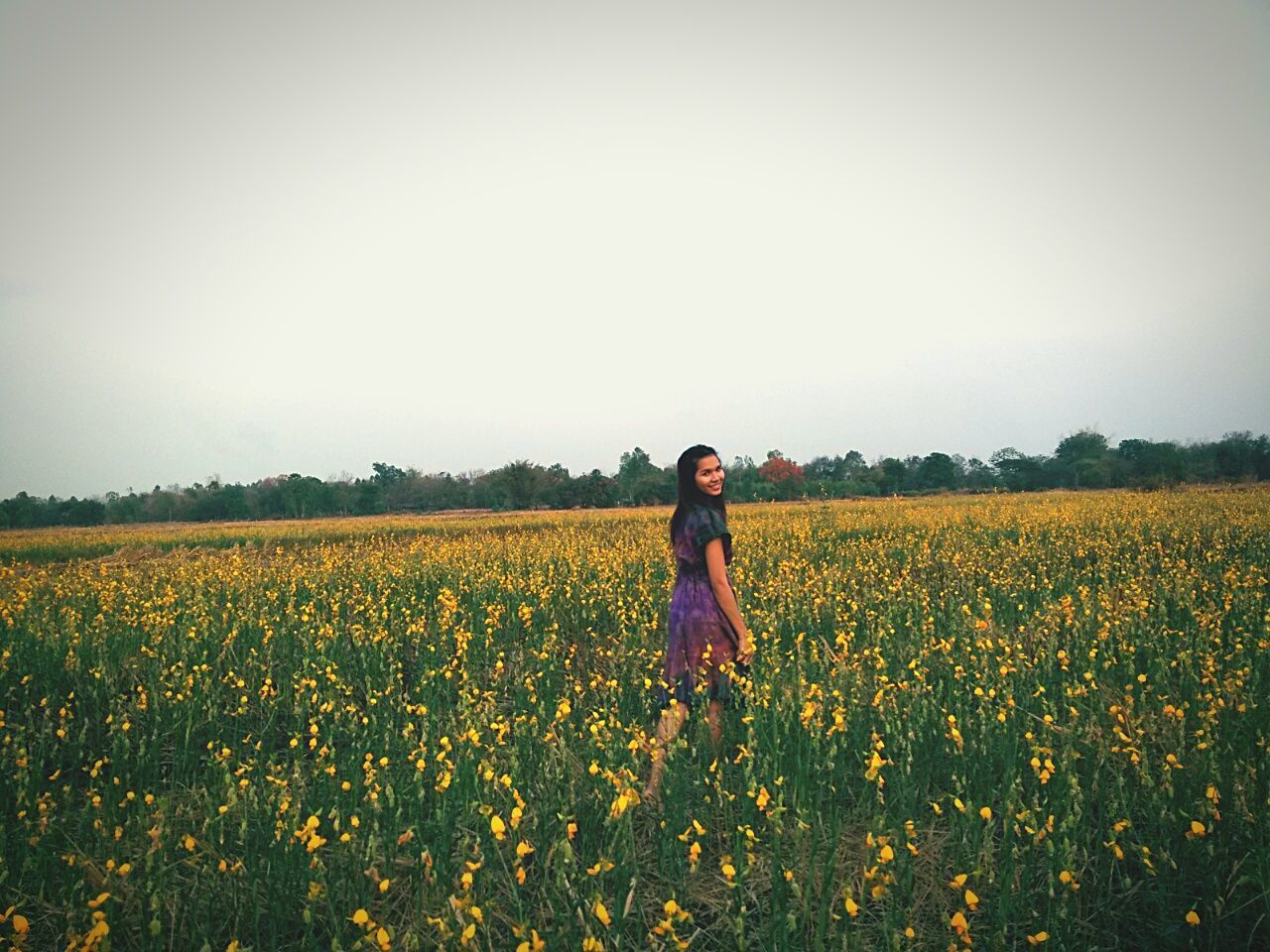 field, agriculture, rural scene, flower, farm, crop, lifestyles, yellow, landscape, beauty in nature, leisure activity, growth, rear view, nature, tranquility, tranquil scene, clear sky, standing