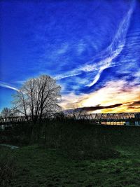 Close-up of tree against sky at sunset