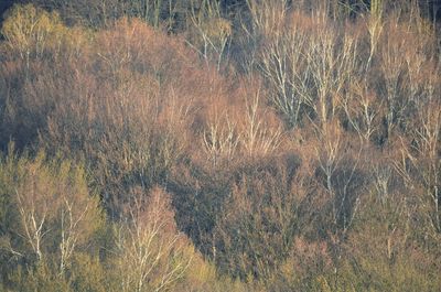 Full frame shot of trees on field