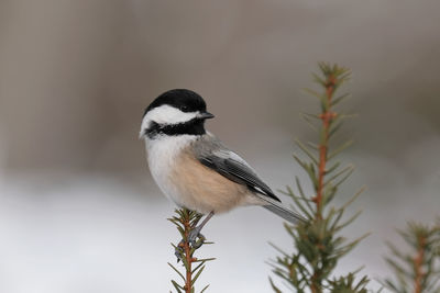 Close-up of bird perching on plant