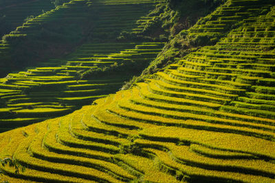 Scenic view of rice paddy