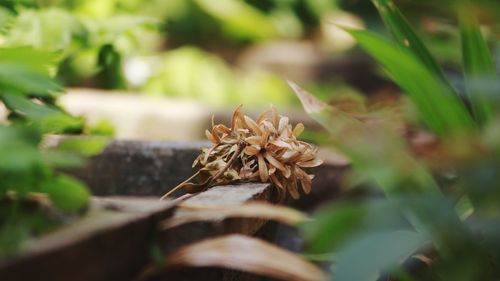 Close-up of plant