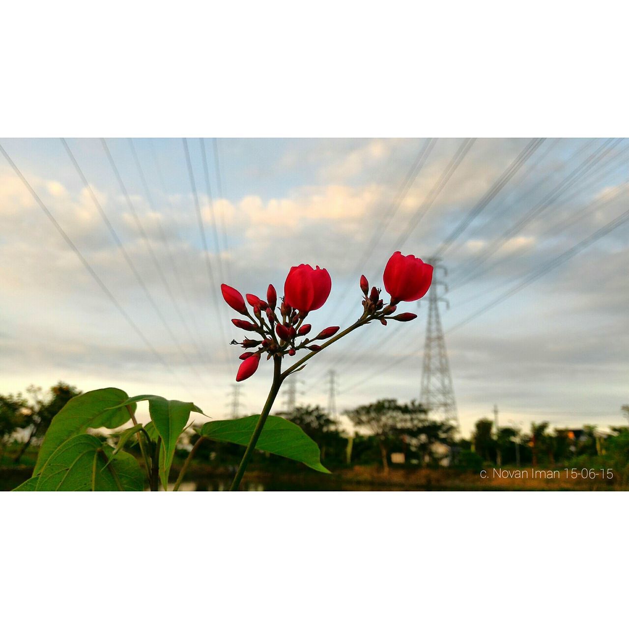red, flower, sky, cloud - sky, pink color, growth, auto post production filter, freshness, built structure, plant, fragility, transfer print, nature, architecture, beauty in nature, day, petal, cloud, tree, outdoors