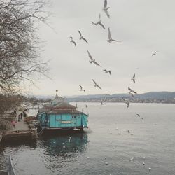 View of birds in water