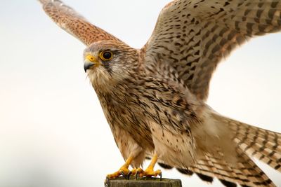 Bird with spread wings