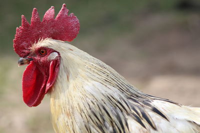 Close-up of rooster