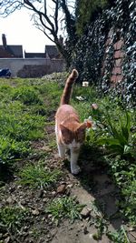 Cat on plant