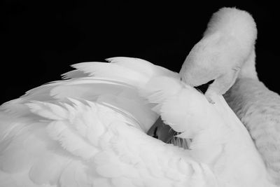 Close-up of mute swan cleaning feather