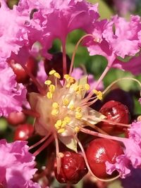 Close-up of pink flowering plant