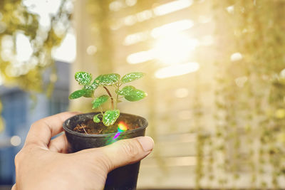 Close-up of hand holding small plant