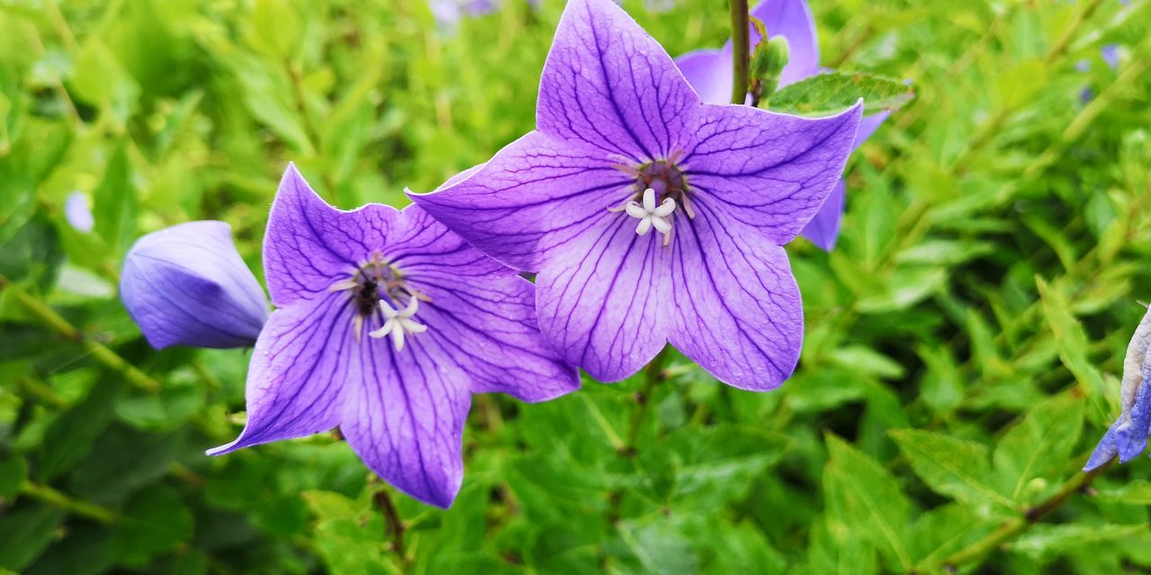 flowering plant, flower, plant, fragility, freshness, vulnerability, beauty in nature, petal, growth, close-up, inflorescence, flower head, purple, no people, nature, focus on foreground, day, green color, botany, outdoors, pollen