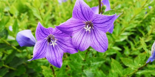 flowering plant