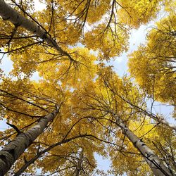 Low angle view of tree against sky during autumn