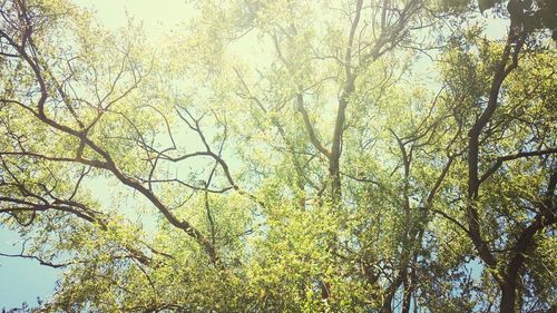 Low angle view of trees against sky