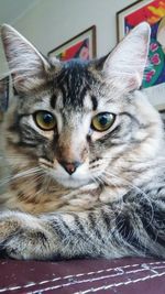 Close-up portrait of cat