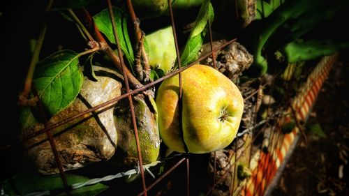 Close-up of fruits on tree