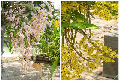 Digital composite image of flowering plants on table