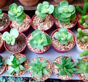 Full frame shot of potted plants