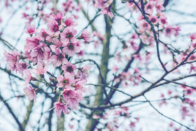 Low angle view of pink cherry blossoms in spring