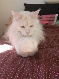 White cat resting on bed at home