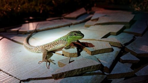 Close-up of lizard