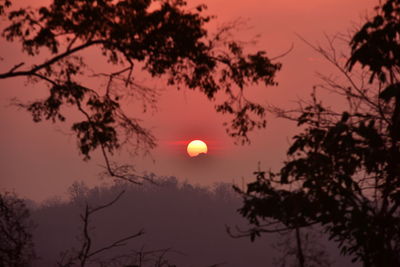 Low angle view of silhouette tree against sky during sunset