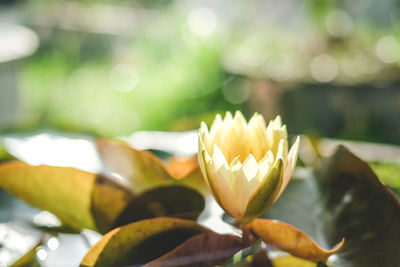 Close-up of water lily in lake