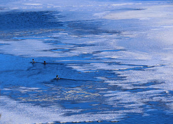 Scenic view of birds in water