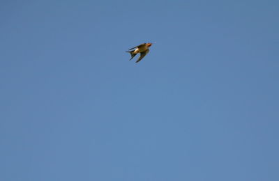 Low angle view of bird flying against clear blue sky