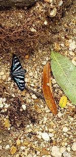 High angle view of butterfly on ground
