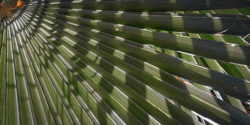 Full frame shot of palm leaves